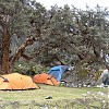  Namioty wyprawy w bazie pod Alpamayo, pod tysiącletnimi drzewami 