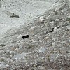  Na wys. ok. 5600 m niezwykle rzadki niedźwiedź andyjski. Podobno naukowcy poświęcają nierzadko całe tygodnie, żeby na niego trafić. Fot. Mirek Mąka
