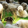  byliśy obserwowani przez owce...
