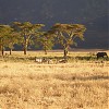  Zwierzeta w kraterze Ngorongooro