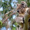  Obudzony koala w naturze to nielada gratka, Cape Otway