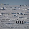  01-06-2008, Baffin Island. Fot. Klaus Fengler