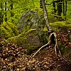  Kipiący zielenią i kleszczami Petrohradzki las (fot. Agnieszka Stefka Stefanowicz / KW Toruń)