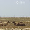  Pasące się przy drodze wielbłądy to uzbecka codzienność