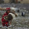  Kirgiska dziewczynka podczas zabawy z ulubioną kozą