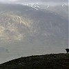  Jaki obok owiec to główny filar gospodarki afgańskich Kirgizów