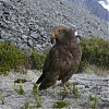  Kea, endemit Wyspy Południowej - niezwylke sprytna i natarczywa papuga górska